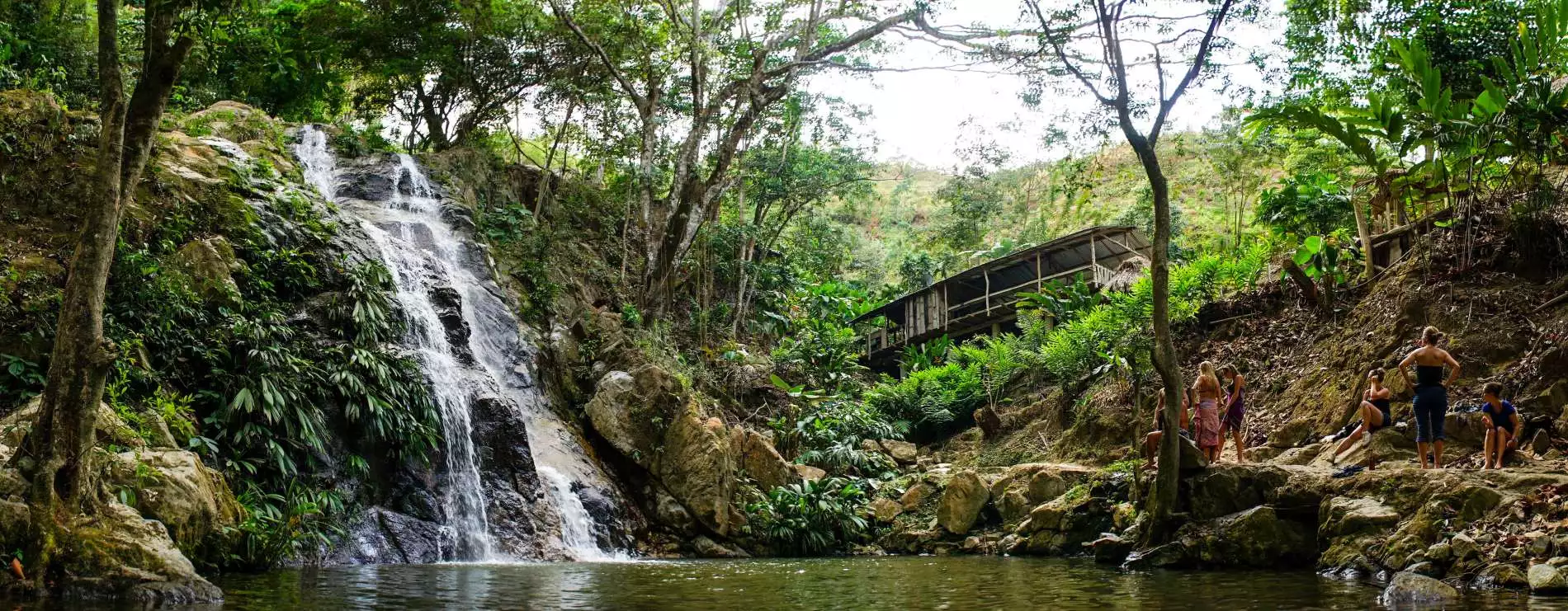 Jungle Ayahuasca